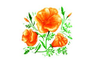 California Poppies Watercolor: Crafts & Nature Amp Review