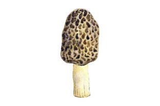 Morel Mushroom Watercolor: Nature Amp & Crafts Review