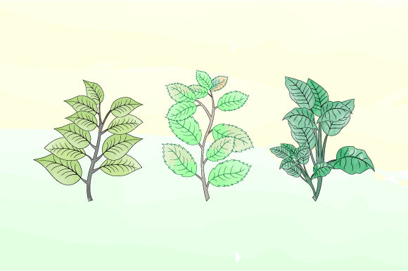 Nice Leaf with Watercolor Graphics & Illustrations Review
