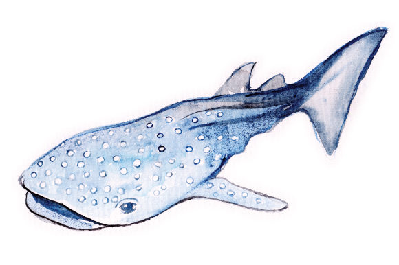 Watercolor Whale Shark Art for Crafts & Animal Blogs